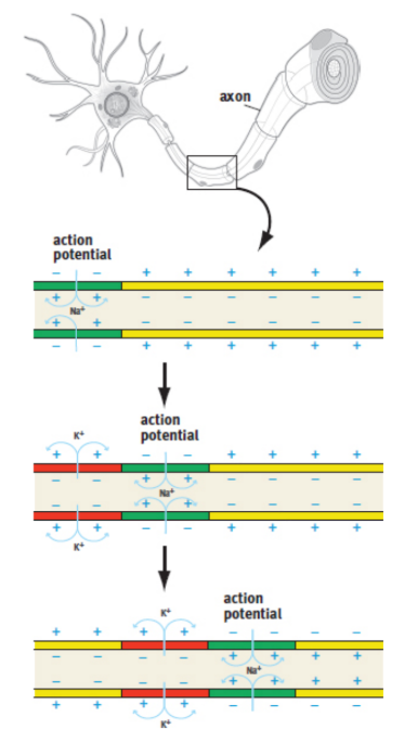 <p>action potential travel down the axon; Action potentials are propagated down the axon when proximal sodium channels open and depolarize the membrane, inducing distal sodium channels to open as well; because of the refractory character of these channels, the action potential can move in only one direction.</p>