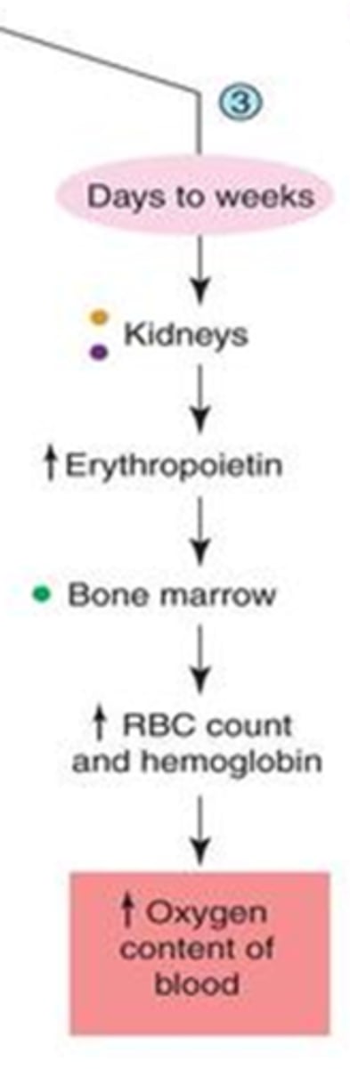 <p>1. erythropoietin secretion by kidneys --&gt;<br>2. increase RBC production by bone marrow --&gt;<br>3. increase O2 in blood</p>