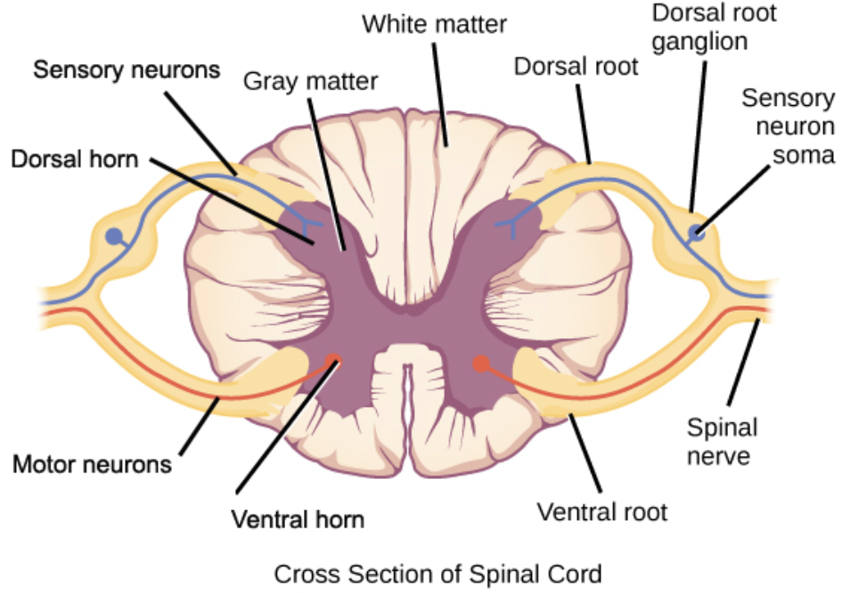 <ul><li><p>sensory fibers enter the cord via the posterior/dorsal root, and the motor fibers exit by way of the anterior/ventral root</p></li></ul><p></p>