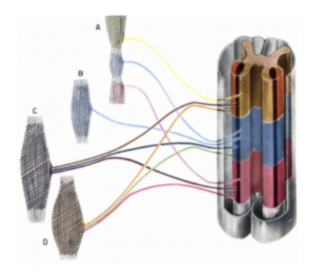 <ul><li><p>As a neuromere usually innervates more than one muscle, and one muscle is innervated by more than one neuromere — formation of anastomosis between nerves of different neuromeres — thus forming <u>neural plexuses</u> — bundles of intersecting nerves</p></li><li><p>Most spinal nerves (exception — thoracic) form spinal plexuses to exchange fibers with one another</p></li></ul>