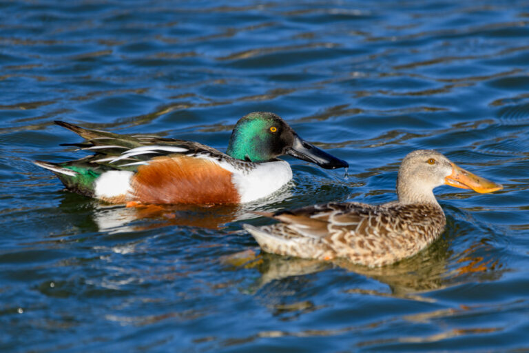 <p>large spoon-shaped bill, males have green heads in winter</p>