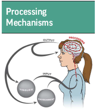 <p>what is processing mechanisms?</p>