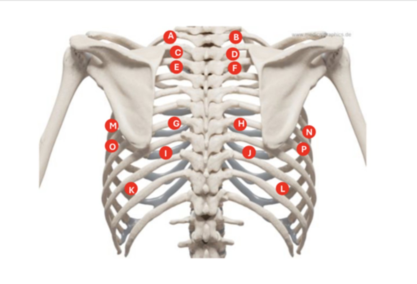 <p>what is letter D?</p>