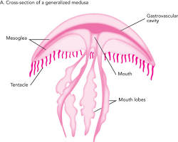 <p>Medusae</p>