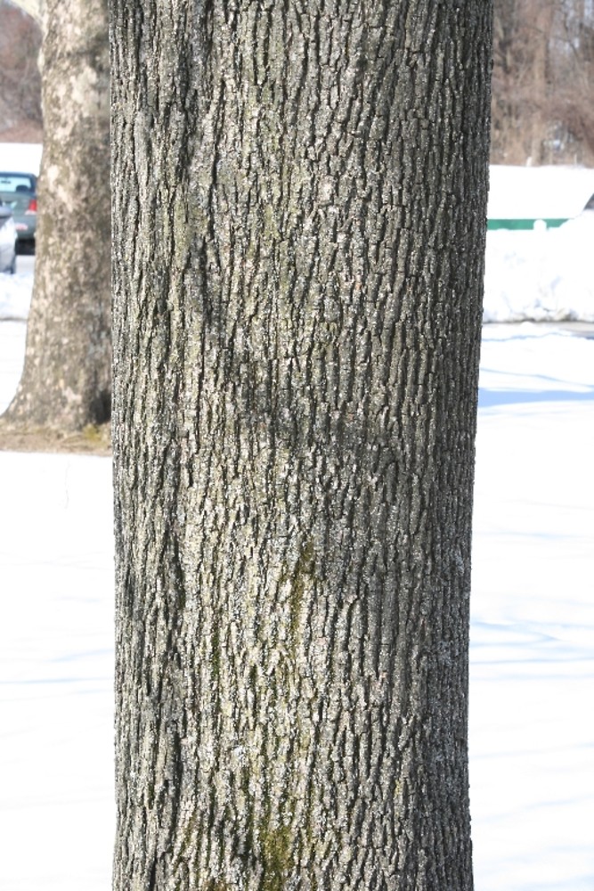 <p>Norway maple, Acer plantanoides, Sapindaceae</p>