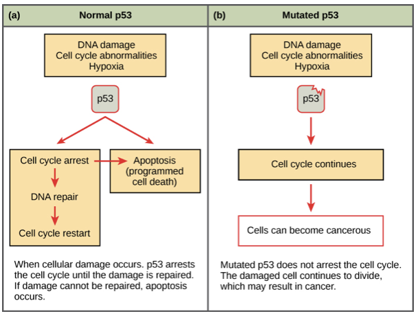 <ul><li><p>Activates DNA repair enzymes</p></li><li><p>Stops cell cycle and places cell in G0 phase</p></li><li><p>Promotes apoptosis in unrepairable cells</p></li><li><p>50% of cancers are p53 mutations</p></li></ul>