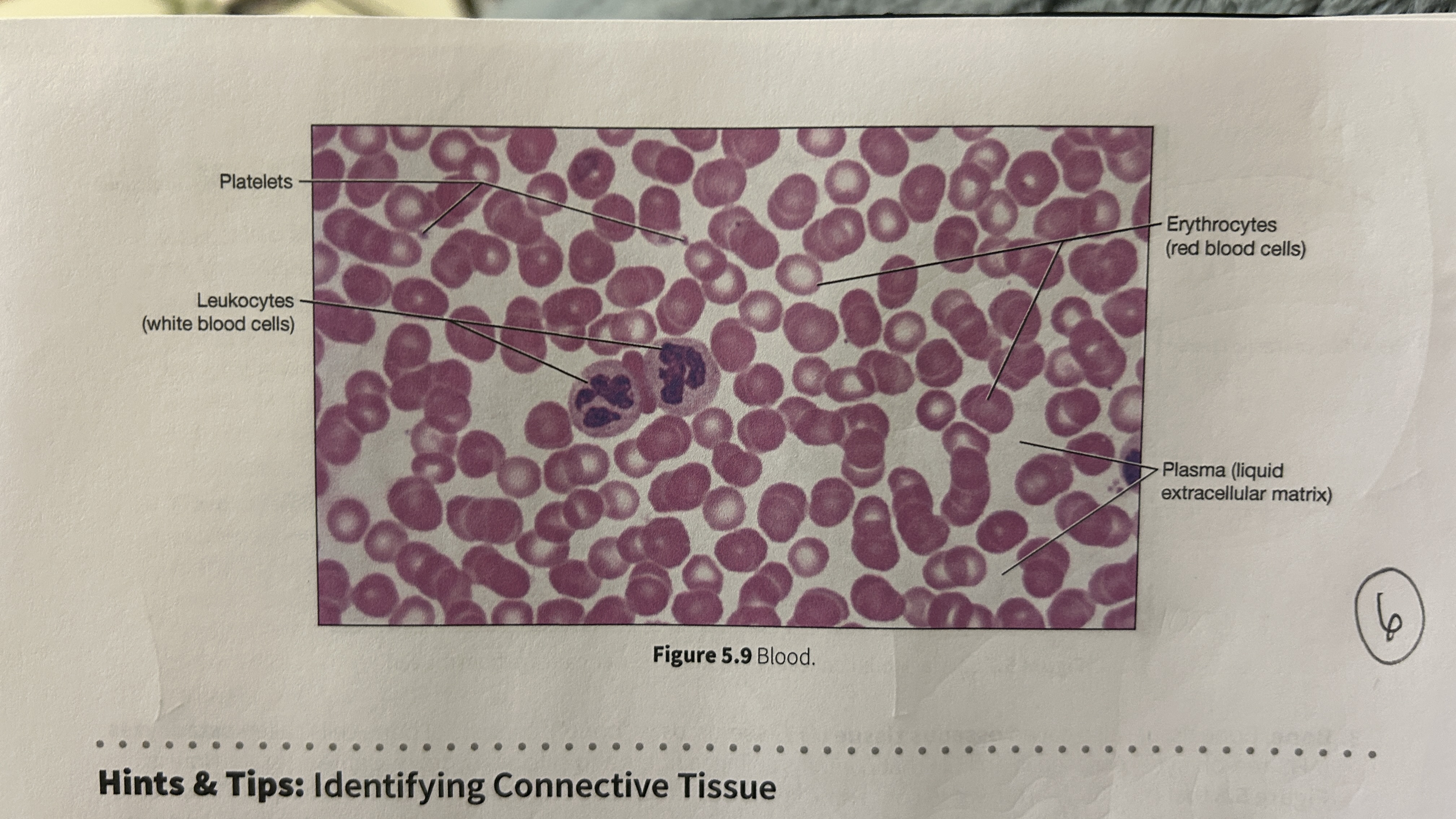 <p>Transport oxygen, nutrients, electrolytes, wastes, and other substances through the body. Blood is the only cell type without a nucleus (mature erythrocyte). </p>