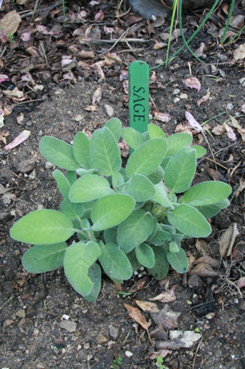 <p>Purifying an area or space, cleansing negative energies around people. Promotes wisdom and aids in meditation and spirituality. Protects when worn. Knowledge, healing, divination, peace.</p>