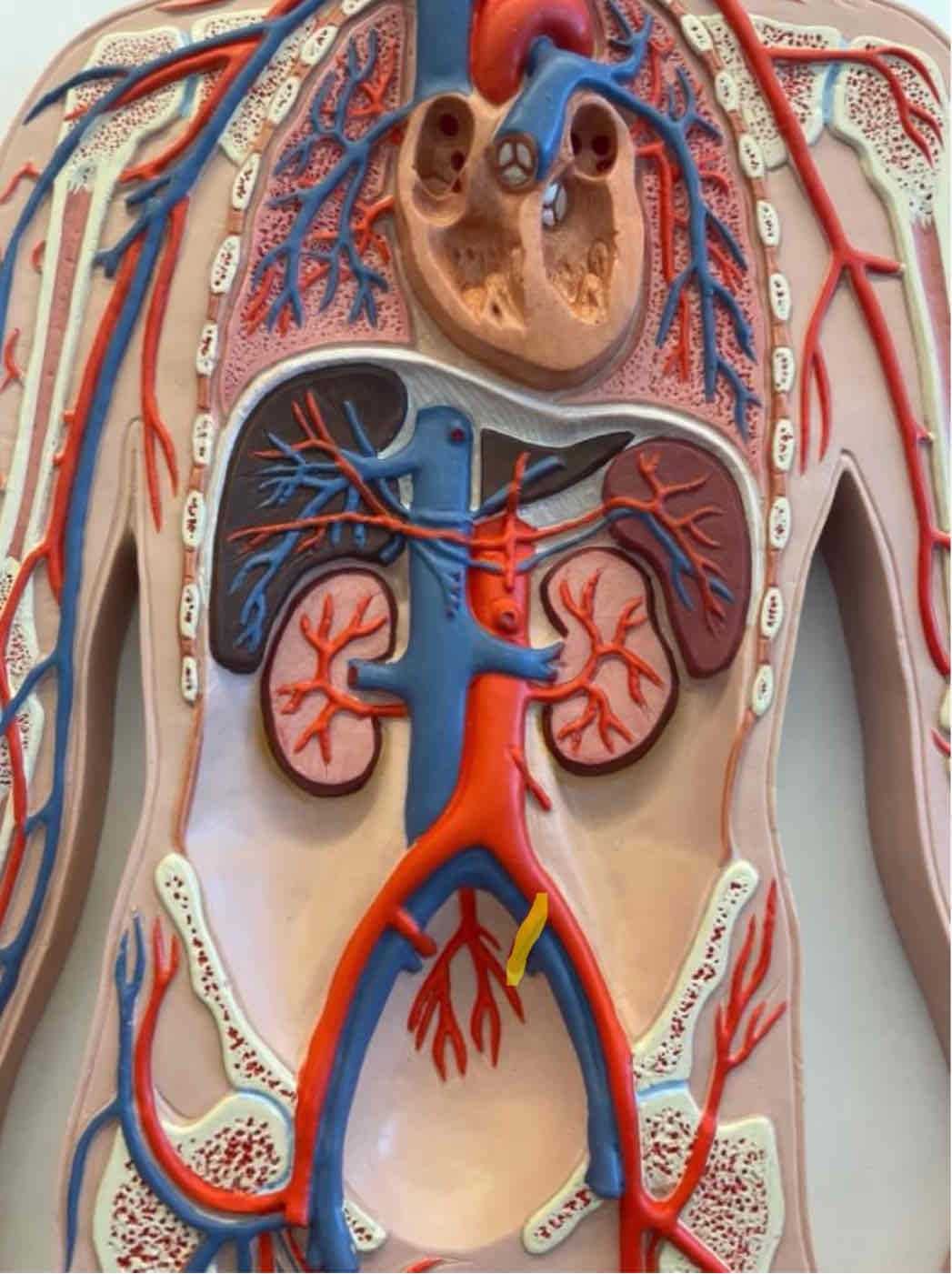 <p>What is the highlighted structure</p>