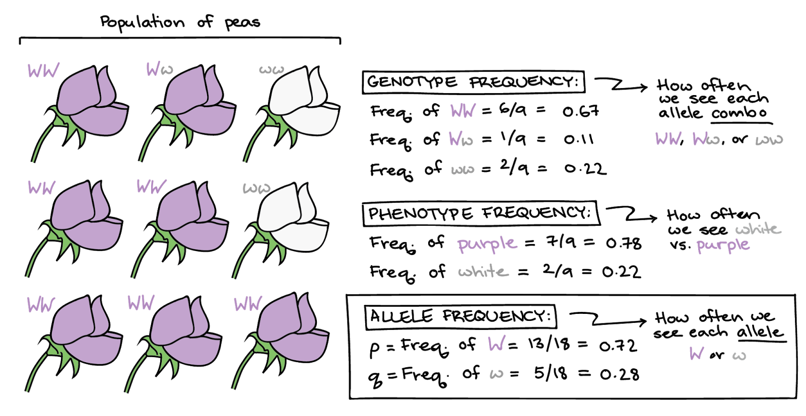 <p>The # of allele combinations/genotypes is what?</p>