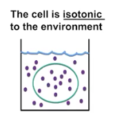 <p>Isotonic</p>