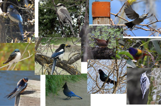 <p>perching songbirds</p>