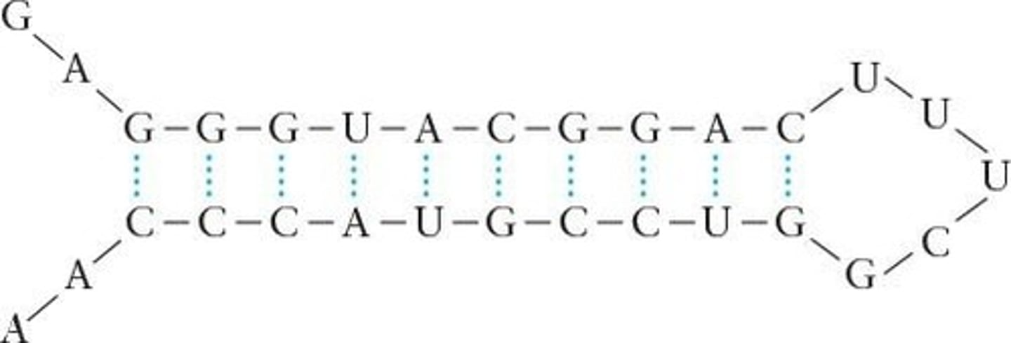 <p>Cellular structures where protein synthesis occurs.</p>