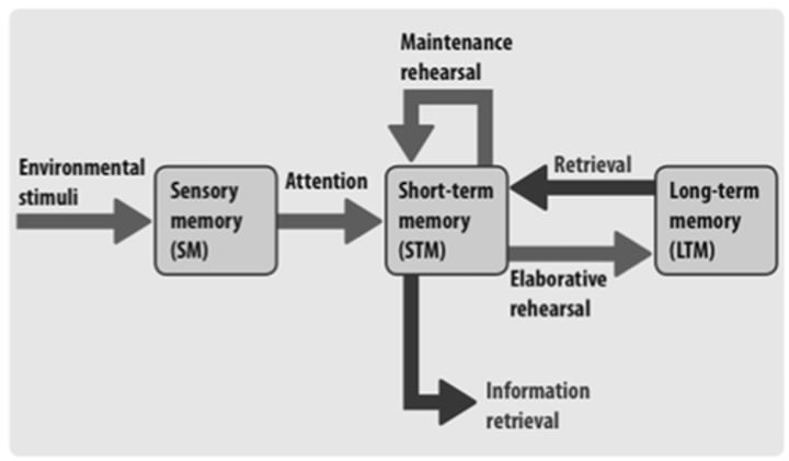 <p>belief that information is processed from sensory memory, to short term memory, to long term memory</p>