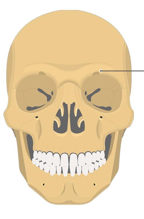<p>What does this hole in the <strong>frontal bone</strong> transmit?</p>
