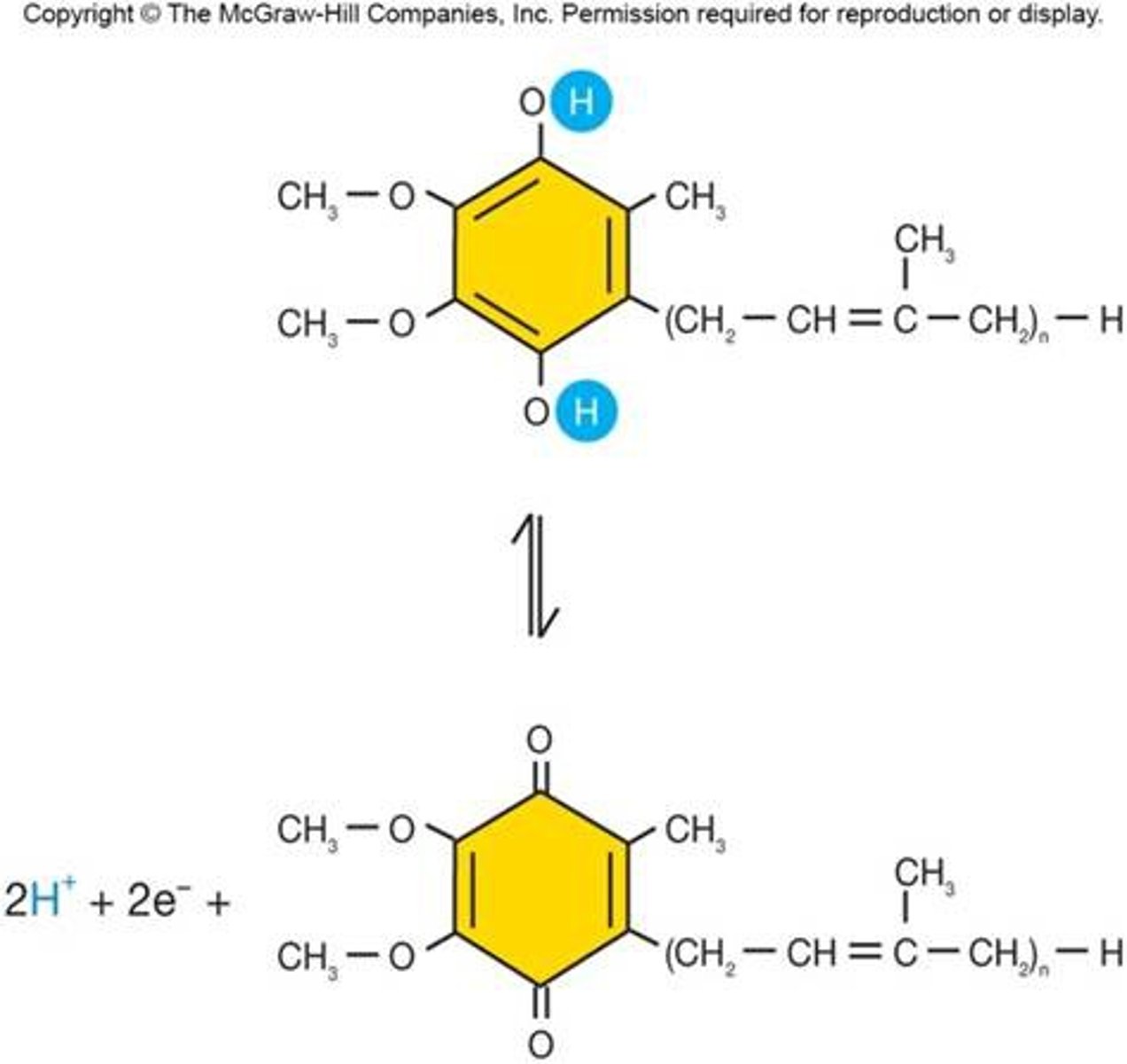 <p>-Ubiquinone (UQ or Q)</p><p>-Quinone head group with long hydrocarbon tail</p><p>-Transfer one of two electrons</p>
