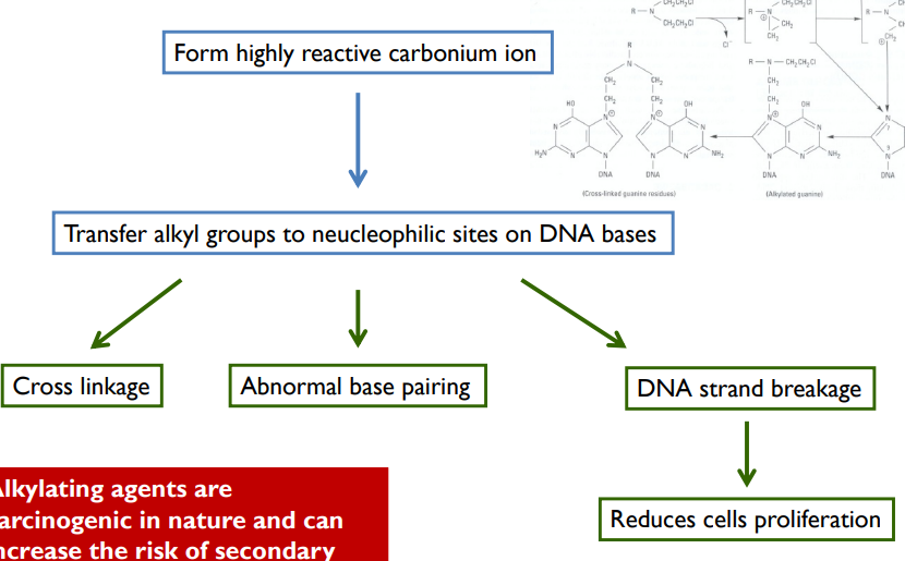 <p>Form Highly Reactive Carbonium Ion → this transfers Alkyl groups to nucleophilic sites on DNA Bases which can lead to:</p><p>1) Cross Linkage</p><p>2) Abnormal Base Pairing</p><p>3) DNA Strand Breakage → leading to Reduced Cell Proliferation</p>