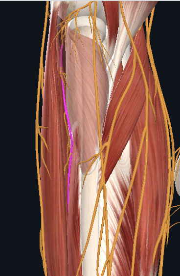 <p>Posterior Interosseous Nerve MOI is result of trauma to the area</p><p>Presentation:</p>