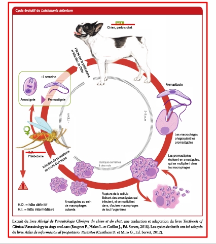 <p>Leishmania infantum</p><p>maladie vectorielle systémique <strong>zoonotique</strong></p><p>vecteur= phélbotome</p><p>réservoir= chien</p><p>infection asymptomatique possible</p><p>réponse humorale non protectrice</p><p>diag complexe: sérologie (IFI), cytologie, histologie, PCR</p><p>requière un suivi thérapeutique</p><p>observable dans sang et tissus</p><p>prévention: vaccin et lutte contre vecteurs</p>