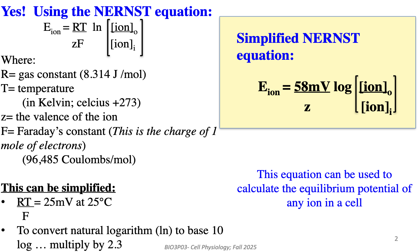 <ul><li><p>Use the <strong>Nernst equation</strong></p></li><li><p>It calculates the equilibrium potential (Eion) for any ion in a cell based on concentration gradients</p></li></ul><p></p>