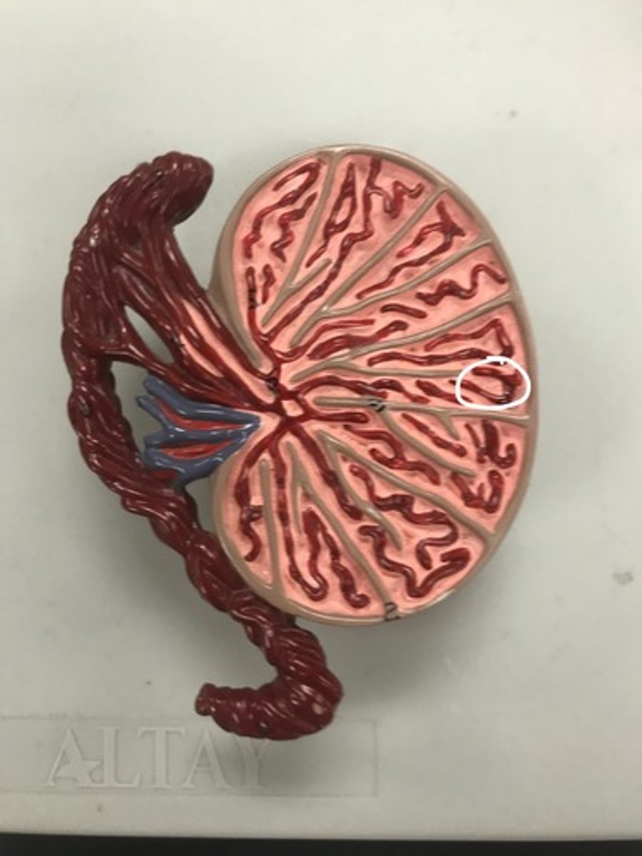 <p>Label the structure</p>