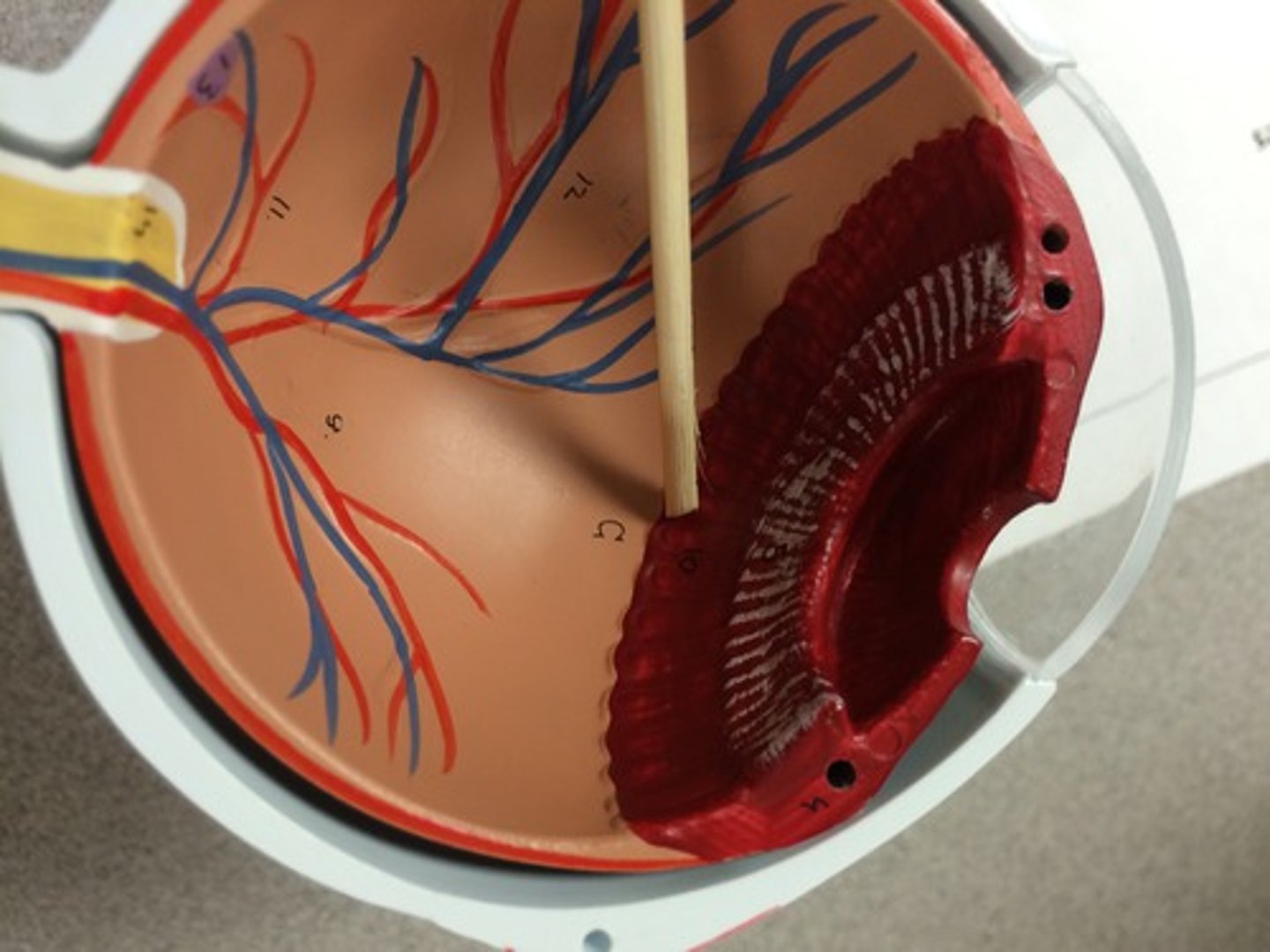 knowt flashcard image