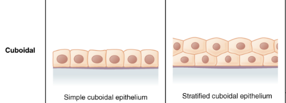 <p>cube-shaped cells</p>