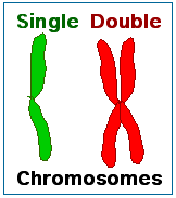 <p>A single chromosome refers to <strong><mark data-color="rgb(52, 69, 127)" style="background-color: rgb(52, 69, 127); color: inherit">a single, continuous molecule of DNA found in both prokaryotic and eukaryotic cells, but with different structures and arrangements</mark></strong>. In prokaryotes, it's typically a single, circular DNA molecule. In eukaryotes, it's a linear DNA molecule packaged with proteins, forming a more complex structure.<span>&nbsp;</span></p>