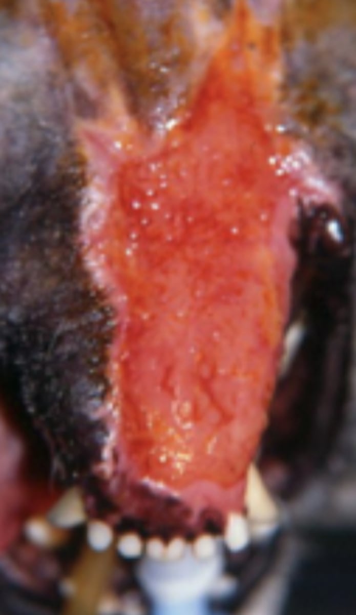 <p>what do you think of this granulation tissue</p>