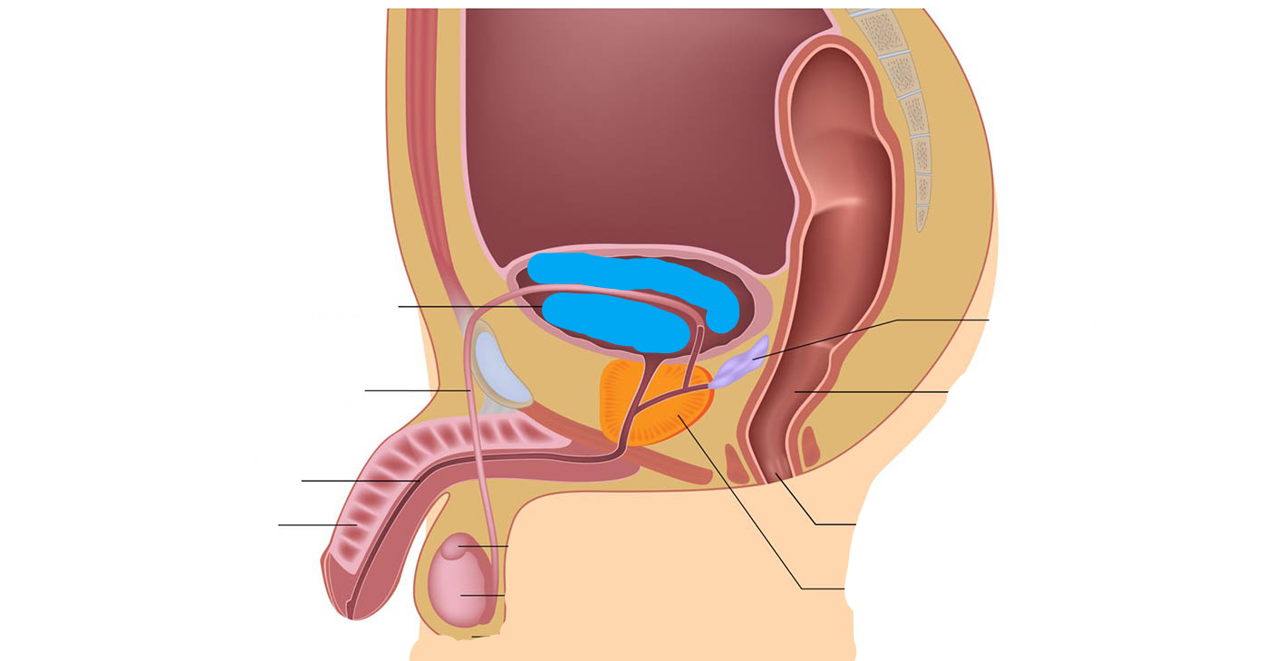 <p>What part of the male reproductive system is this?</p>