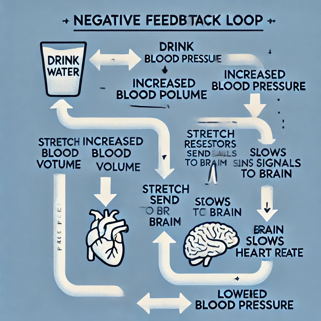 <p><strong>Stimulus:</strong> Drinking lots of water increases blood volume, leading to an increase in blood pressure.<br><strong>Receptors:</strong> Stretch receptors in the walls of blood vessels detect the increased stretch caused by higher blood pressure.<br><strong>Control Center:</strong> The brain receives signals from the stretch receptors and processes the information.<br><strong>Effector:</strong> The brain sends signals to the heart to slow the heart rate.<br><strong>Response:</strong> A slower heart rate reduces blood pressure, restoring it closer to normal levels.</p><p>This is an example of a <strong>negative feedback loop</strong>, where the system acts to counteract the initial change (high blood pressure) and restore homeostasis.</p>