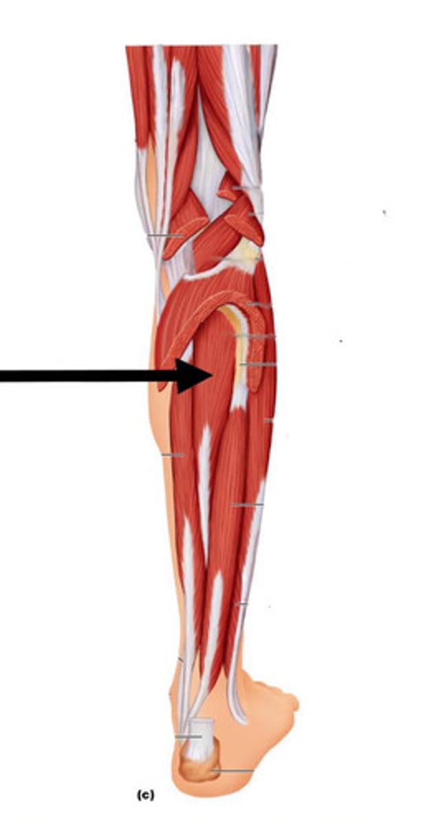 <p>plantar flexes foots; inverts foot</p>