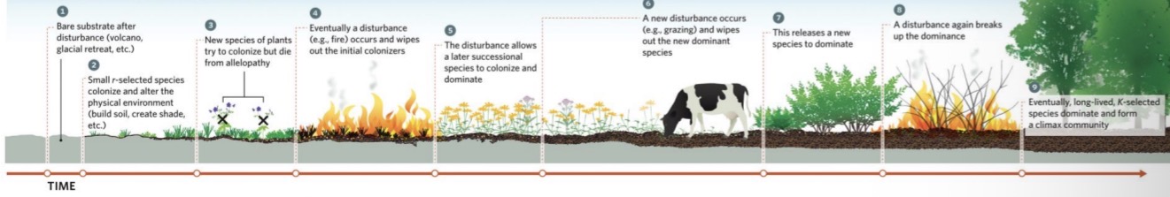 <ul><li><p>Early species modify the environment in negative ways that hinder later successional species.</p></li><li><p>Succession requires disturbance for succession to continue</p></li><li><p>Disturbance creates more space and resources for other species to inhabit area</p></li></ul><p></p>