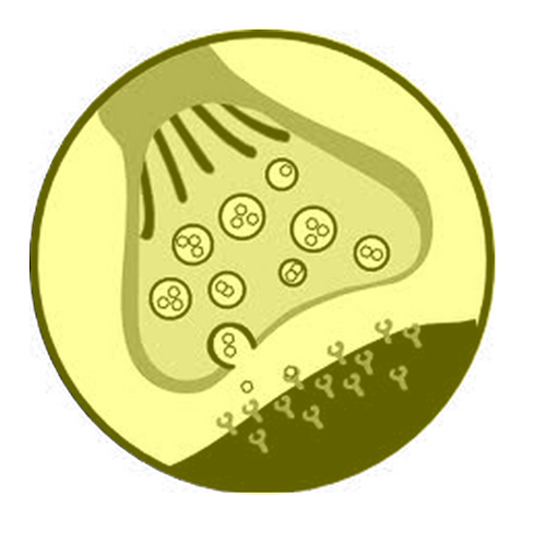 <p>a junction between two nerve cells, consisting of a minute gap across which impulses pass by diffusion of a neurotransmitter</p><p>may be electrical or chemical </p>