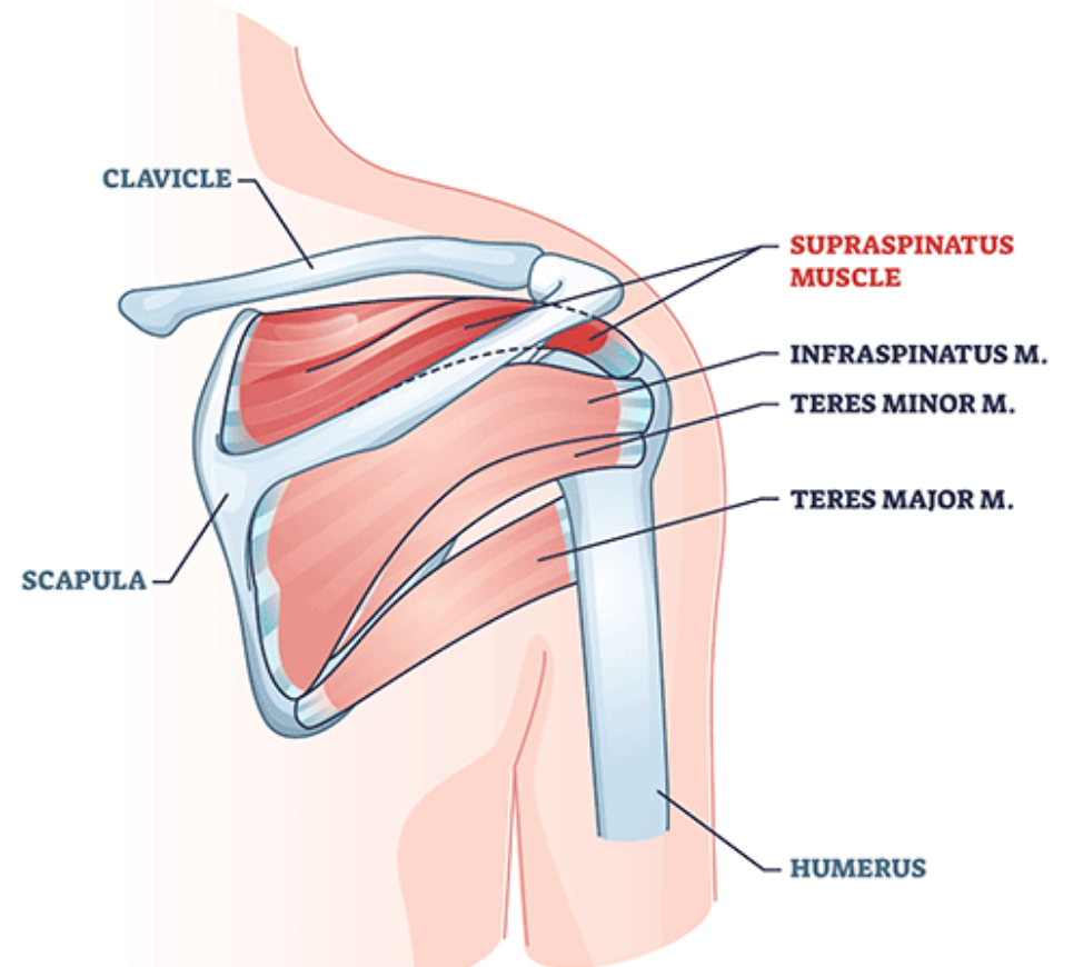 <p>M. Supraspinatus</p>