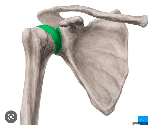 Bones that articulate: scapula and humerus 

Joint type: ball and socket 

Actions: multi dimensional motion 