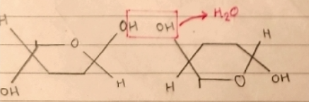 <p>A polysaccharide formed by the condensation of many BETA GLUCOSE molecules joined in unbranched chains. It is the main structural component of plant cell walls.</p><p>-------------------------------------------------</p><p>Hydrogen bonds ensure that the microfibrils are strong and stable, providing strength and rigidity to the cell wall. This prevents bursting when the cell is turgid.</p>