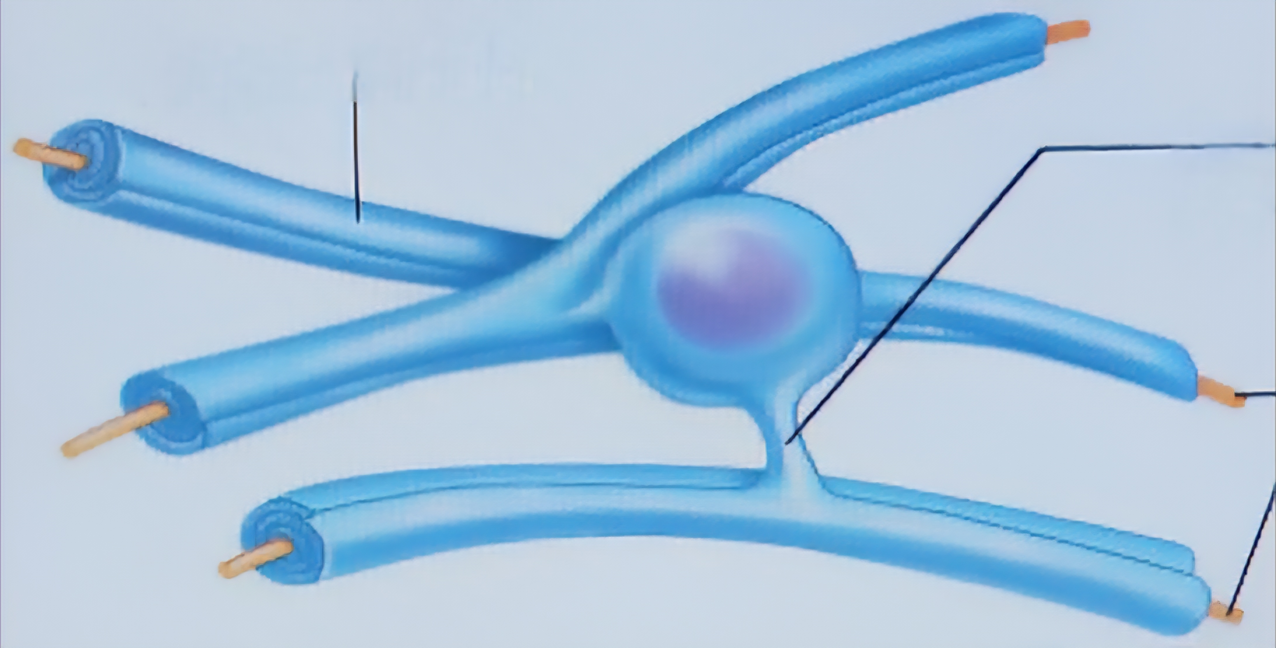 <p>Wrap around the CNS nerve fibers, and form myelin sheaths</p>