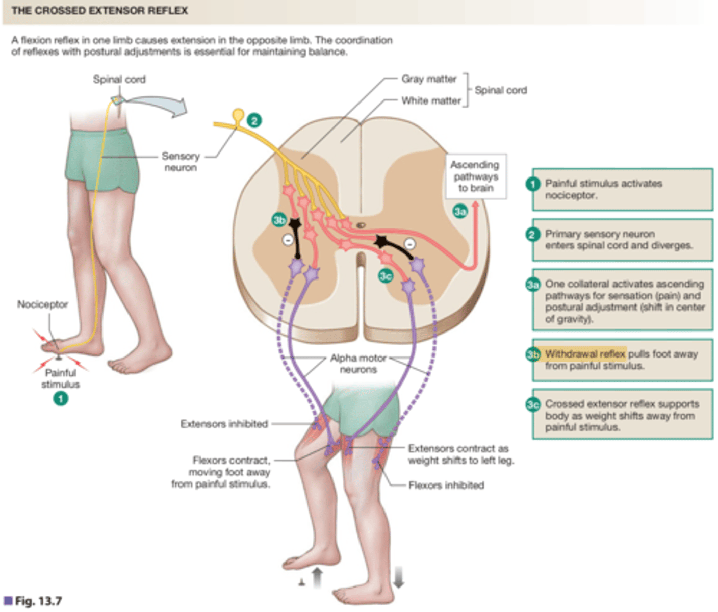 <p>stimulus: pain <br>receptor: activate nociceptor<br>Afferent path: AP travels to spinal cord and diverges<br> a. collateral activates ascending pathway for sensation, pain, and postural adjustments to the brain<br> b. withdrawal reflex pulls foot away from painful stimulus<br> c. crossed extensor reflex supports body as weight shifts away from painful stimulus (activate extensors, inhibit flexors)</p>