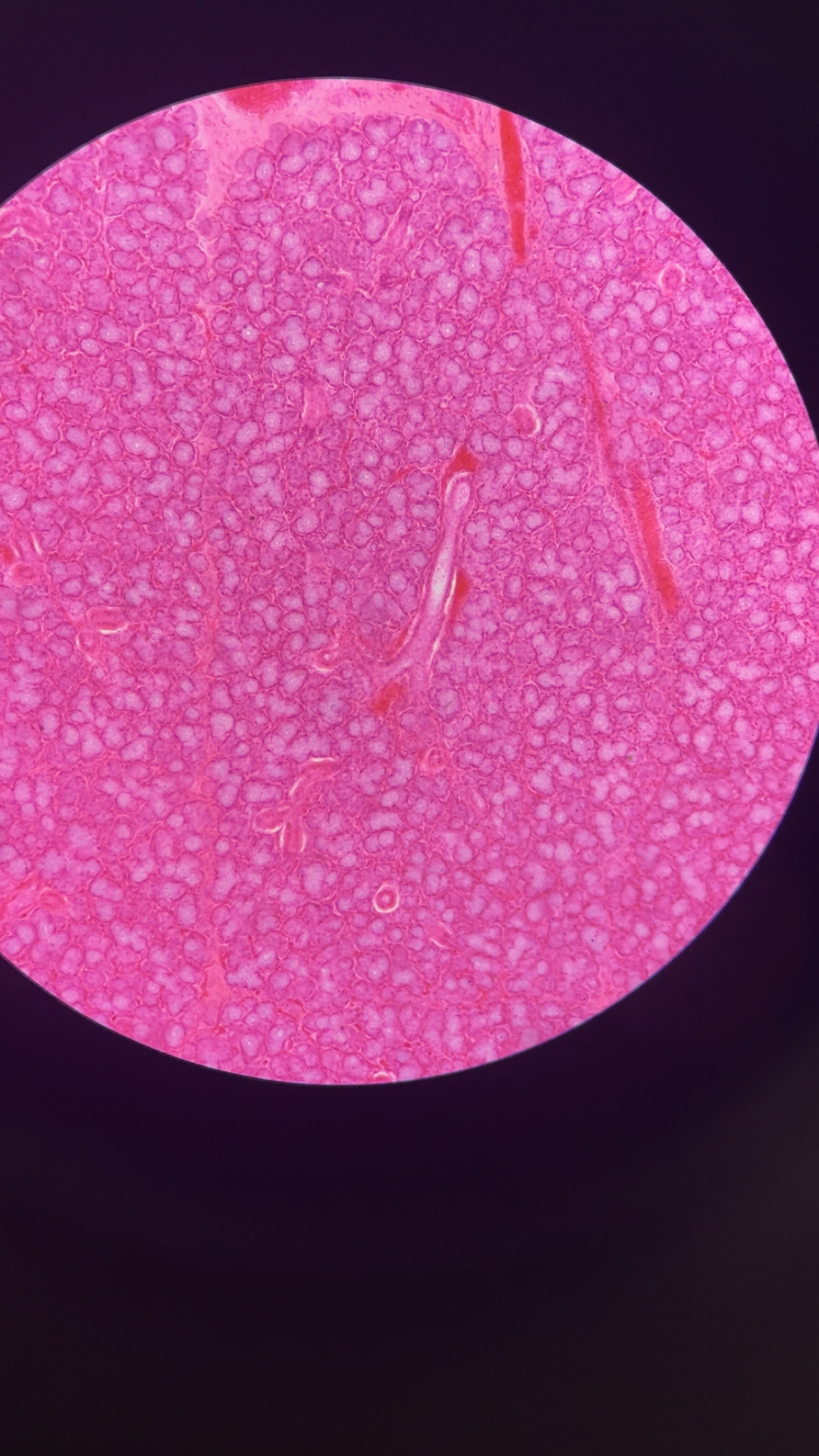 <p>major salivary glands located beneath the lower jaw that produce about 70% of the mouths saliva</p>