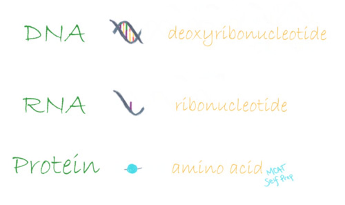 <p>The monomers that make up DNA are known as deoxyribonucleotides.</p><p>The monomers that make up RNA are known as ribonucleotides.</p><p>The monomers that make up protein are known as amino acids.</p>