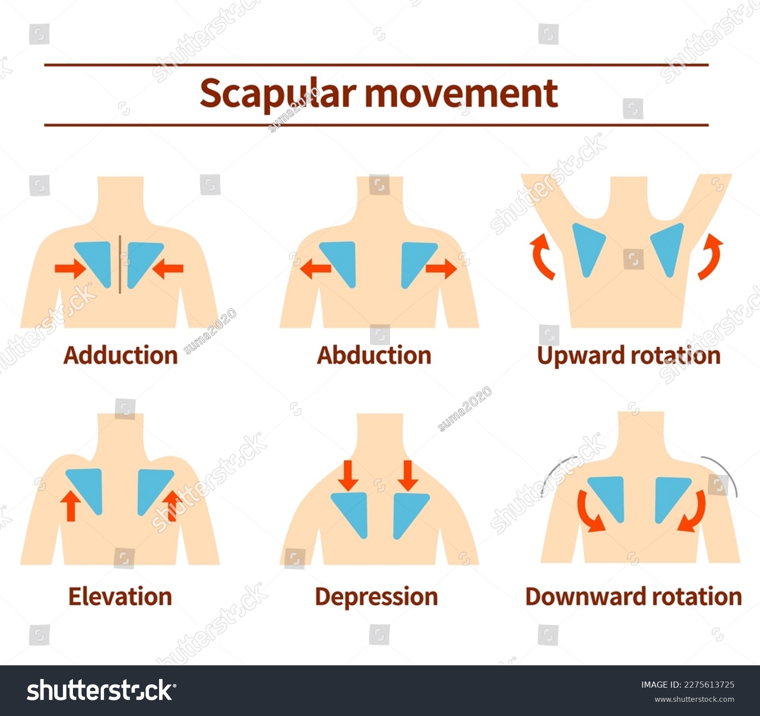 <ul><li><p><strong>serratus anterior</strong></p><ul><li><p>long thoracic n</p></li></ul></li></ul><p></p>