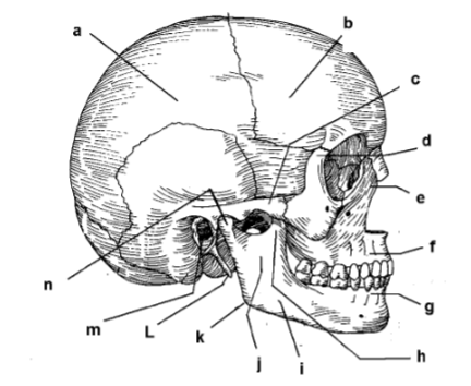 <p>123. _____ corpus of mandible</p>