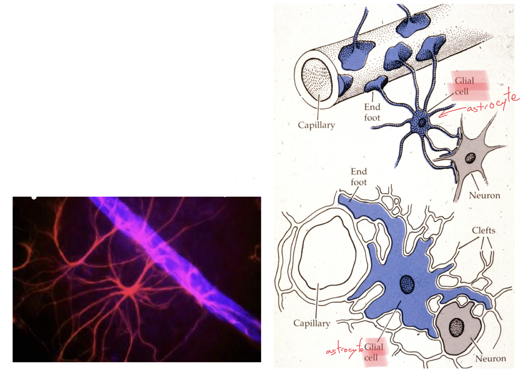 <p>-capillaires (basale et pérycytes)</p><p>-pieds des astrocytes</p>