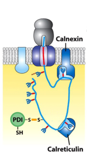 <ul><li><p>two ER chaperons (calnexin/calreticulin) are carbohydrate binding proteins (aka lectins)</p></li><li><p>bind to oligosaccharides on incompletely folded proteins and retain them in the ER until the protein is properly folded</p></li><li><p>a protein enters the ER with 14-sugar N-linked oligosaccharide, this glycan has 3 terminal glucose residues</p></li><li><p>two glucoses are trimmed, calnexin/calreticulin recognize the one glucose form</p></li><li><p>calnexin binds the protein, holding it in the ER and preventing folding when bound</p></li><li><p>a β-glucosidase removes the final glucose, releasing the protein from calnexin</p></li><li><p>checkpoint: if the protein is correctly folded, it moves forward (export from ER), if it isn’t, it reenters the cycle</p><ul><li><p>if unfolded, a new glucose is added</p></li><li><p>the cycle repeats until the protein folds correctly</p></li></ul></li></ul><p></p>