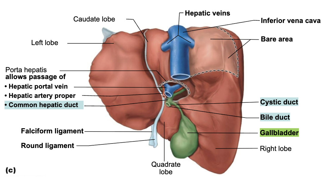 <ol><li><p>Stores and concentrates bile that is not needed immediately for digestion</p><ul><li><p>Concentrates it by absorption water and ions</p></li></ul></li></ol><p></p>