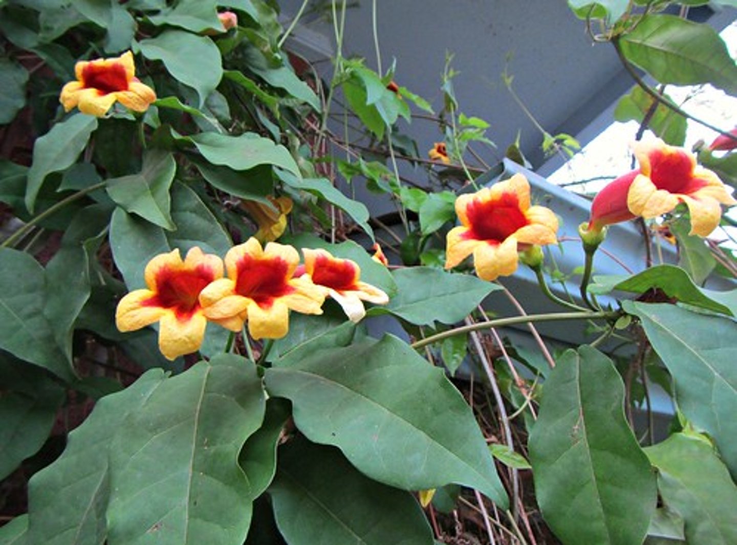 <p>Bignonia capreolata</p>