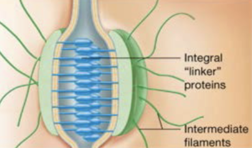 <p>strongly hold cells together but allow materials in extracellular fluid to pass through space between cells (tissues subjected to great mechanical stress-epithelia of skin)</p>