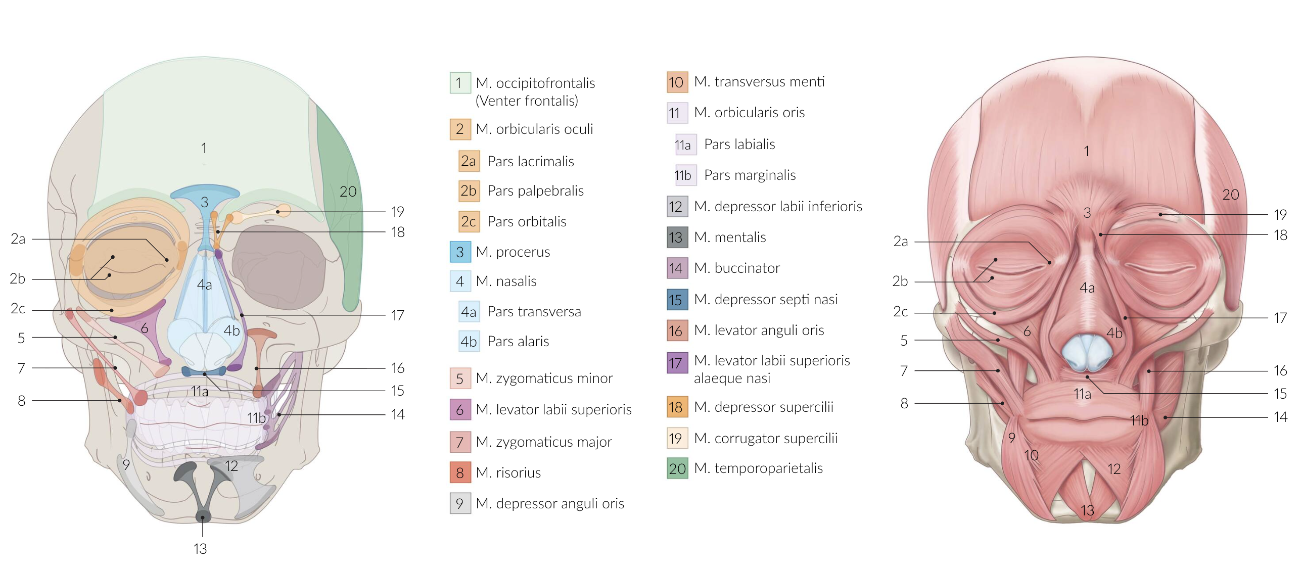 <p>E. Is innervated by the facial nerve (N. facialis)</p>