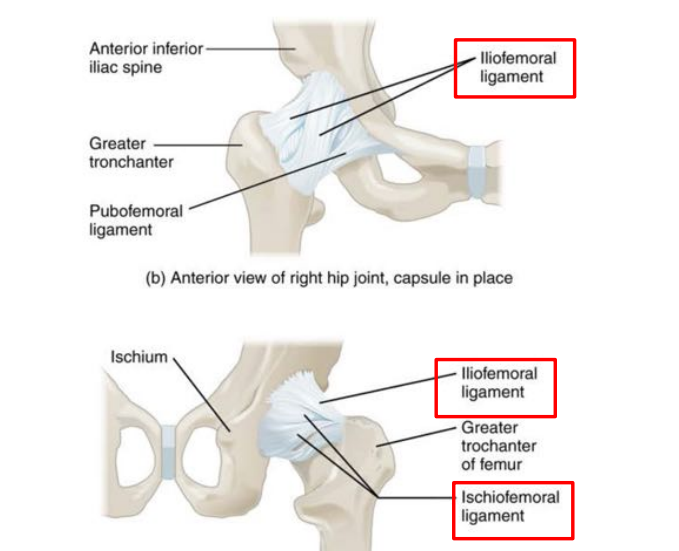 <p>between the ilium and the femur!</p>